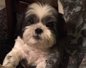 How old is my store shih tzu in dog years